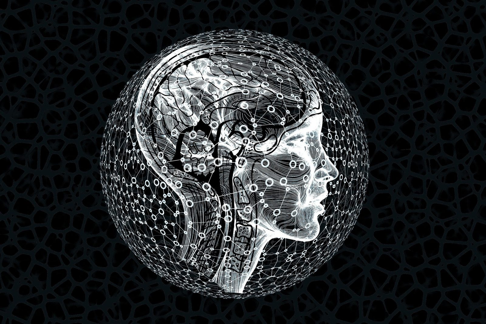 Digital rendering of brain signal pathways